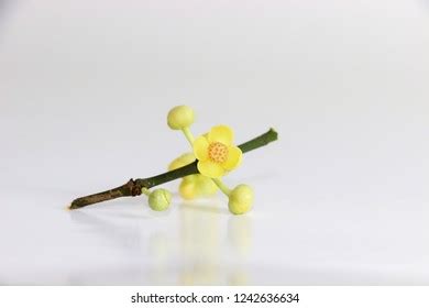 Gamboge Fruit Stock Photos and Pictures - 104 Images | Shutterstock