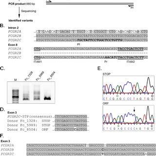 Identification Of FCGR2CORF Transcript With Coding Capacity A