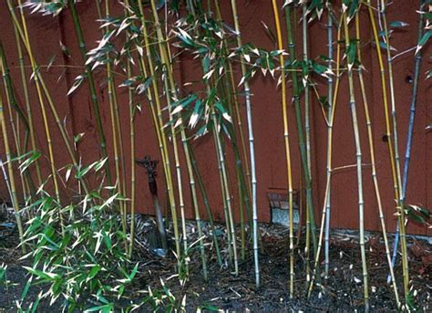 Bamboo University Of Maryland Extension