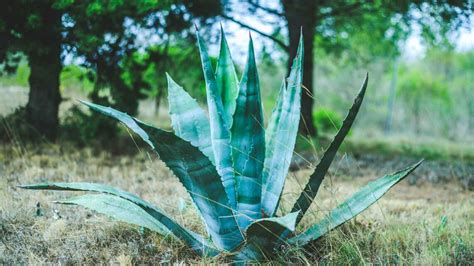 Agave Culture Entretien Et Conseils Plante Grasse