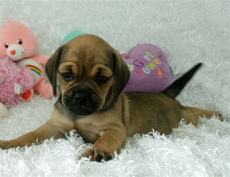 Puggle Puppy Baby Pugs Puggle Puppies Puggle