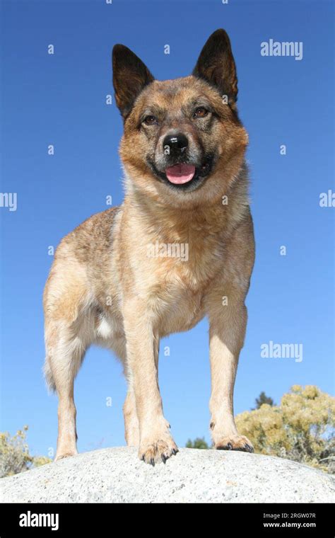 Australian Red Blue Cattle Dog Hi Res Stock Photography And Images Alamy
