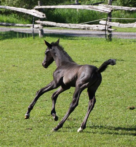 About Us Red Gate Sporthorses