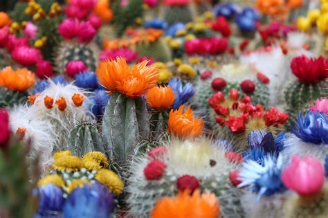 Abono Para Cactus Estos Alimentos Te Ayudar N A Que Florezcan Tus