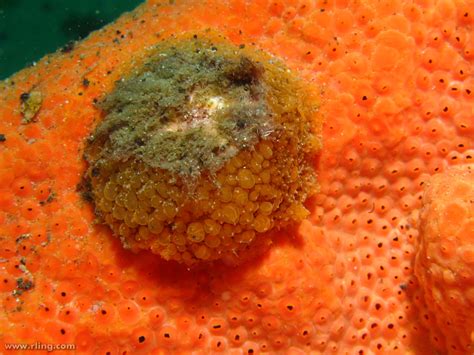 Umbrella Slug An Umbrella Slug Umbraculum Umbraculum On Flickr