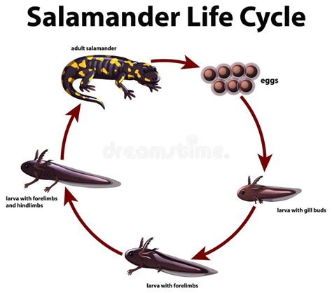 Salamander Life Cycle Concept Stock Vector Illustration Of Drawing