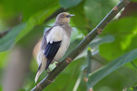 White Shouldered Starling Birdforum