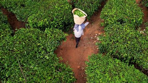 Aerial View Of Tea Plantation Rows With Woman Worker Collecting Tea Munnar India Beautiful