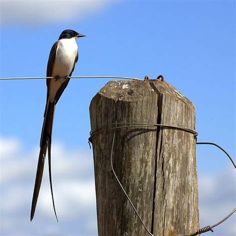 El cambio climático está alterando a las aves migratorias de América Latina Infobae