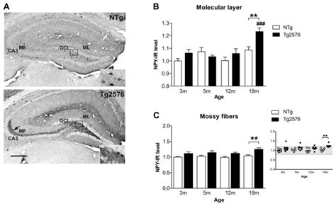 A Neuropeptide Y Npy Immunoreactivity In The Dentate Gyrus Of 18