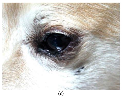 Animals Free Full Text Outcomes Of Treatment Of Eyelids And Third