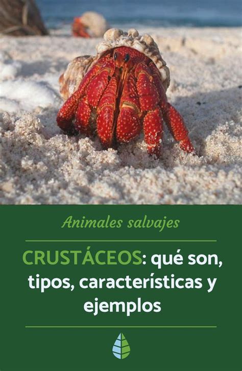CrustÁceos Qué Son Tipos Características Y Ejemplos Crustaceos
