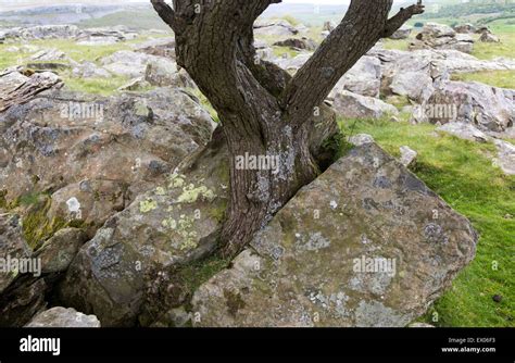 Biological Weathering Of Rocks Diagram