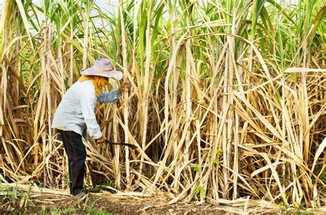 Harvesting Sugar Cane Blade