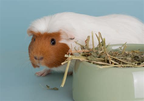 Stop Wondering Heres Why Your Guinea Pig Runs Away From You