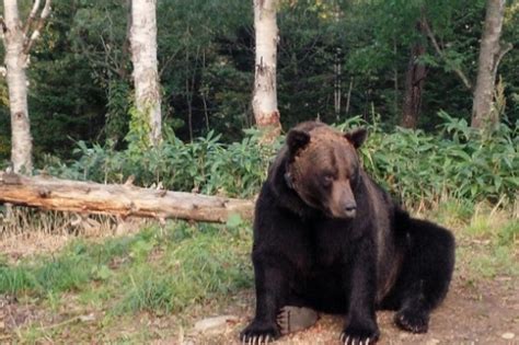 エゾヒグマの生息地や生息数について 絶滅危惧種リスト