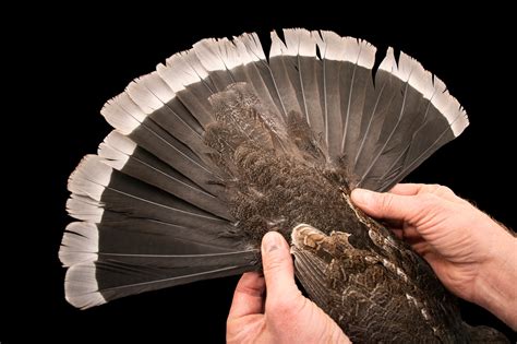 Colorado Dusky Grouse Dendragapus Obscurus Obscurus Joel Sartore