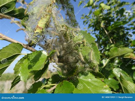 Silkworm Cocoon On Tree