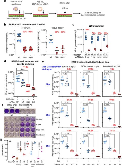 Cas D Antivirals Can Treat Established Viral Infection In Cell Lines A