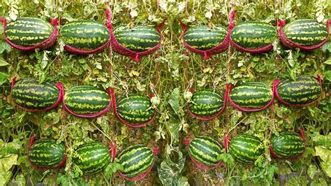 How To Growing Watermelon Hanging Hammock For Beginners Planting