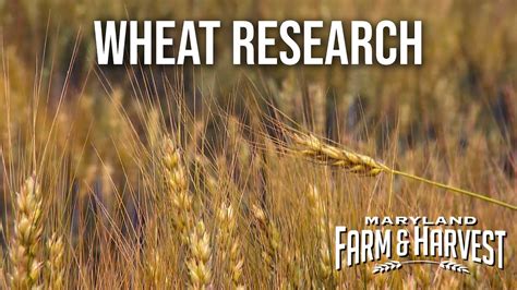 Hybrid Wheat Research YouTube