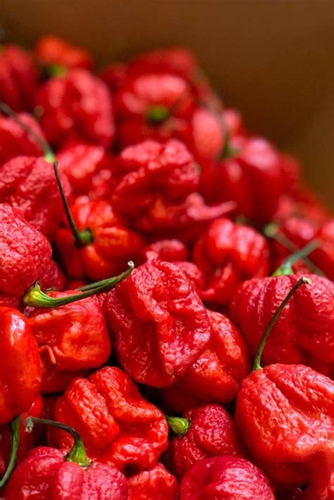 Carolina Reaper Chillis The Hottest Chillies In The World