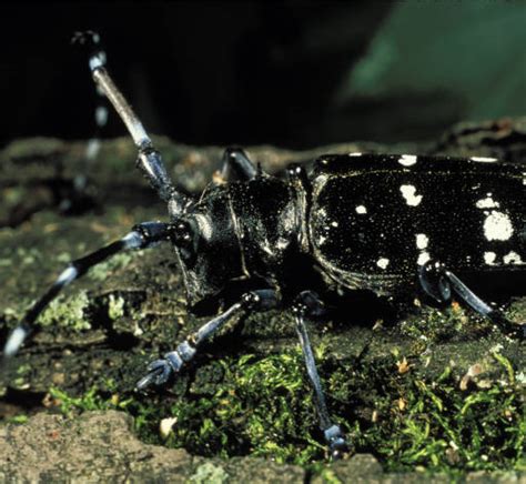 Invasive Insects Of The Northeast Asian Long Horned Beetle Iron Tree Tree Knowledge Base