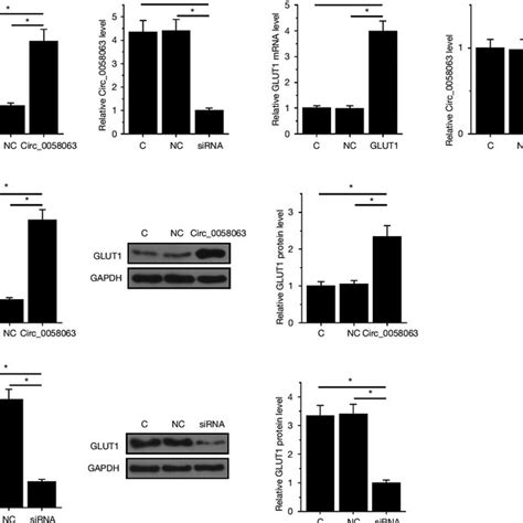 Circ 0058063 Positively Regulated Glut1 In Kyse510 Cells Circ 0058063