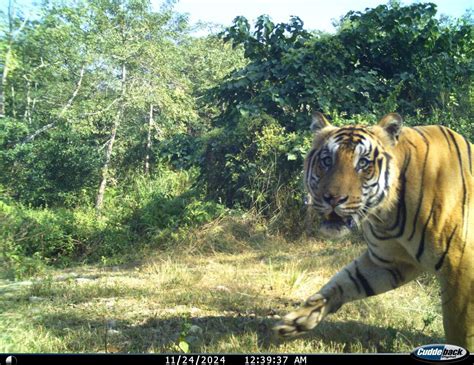Tiger Showing Natural Curiosity Nepal Tiger Trust