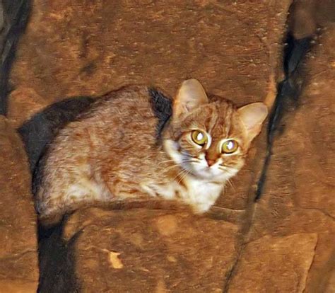 Rusty-spotted cat (Prionailurus rubiginosus) in Kutch-Gujarat, India ...