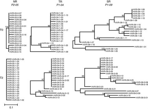 Phylogenetic Analysis Of Individual Hcv Quasispecies Representative