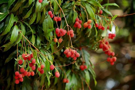 Fresh Lychee On Tree In Lychee Orchard 9111236 Stock Photo At Vecteezy