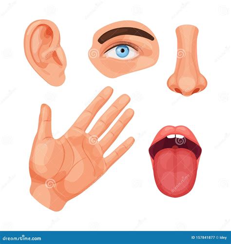 Human Anatomy Organs Biology Body Structure Vector Stock Vector