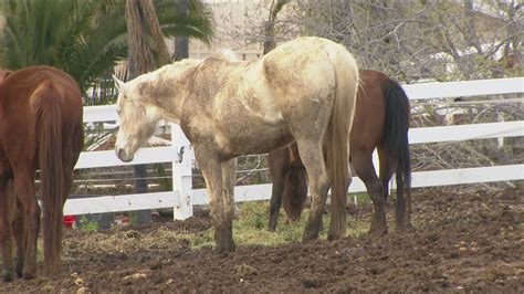 San Diego County Investigating Neglected Horses At Ranch