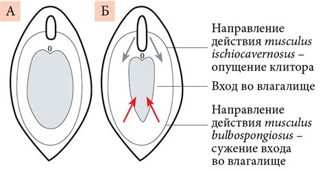 Что такое клитор у женщин фото