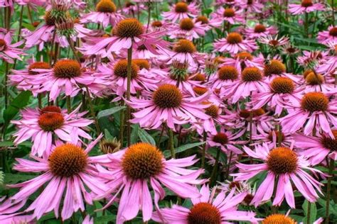 Conociendo A La Echinacea Purpurea 55 Off