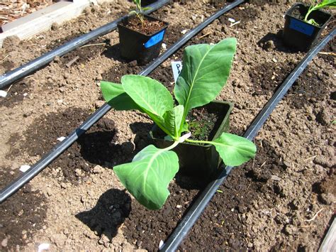 Susan's In the Garden: Planting cabbage seedlings