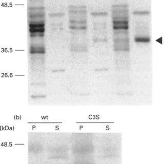 Palmitoylation Affects Hydrophobicity And Localization Of O A Cos