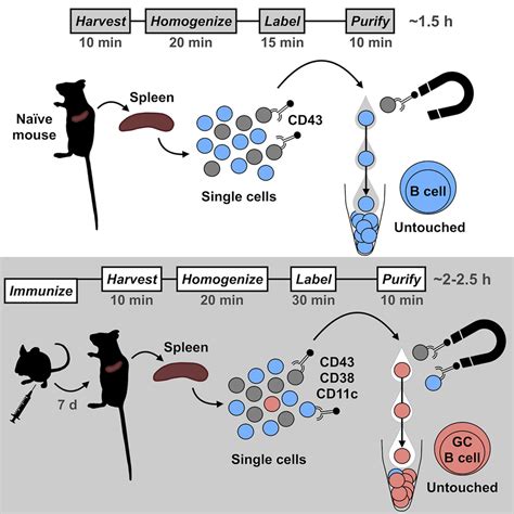 Rbc Lysis Buffer Recipe Lab Rat Bryont Blog