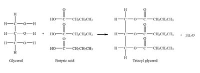 Structure Of Fatty Acid And Glycerol