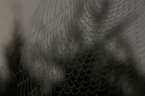 Free Images Wing Black And White Leaf Line Darkness Material