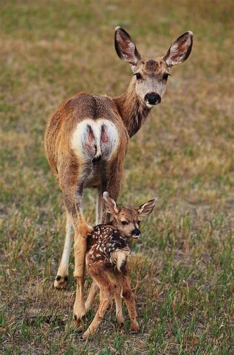 Dear Deer Baby Animals Pictures Cute Animals Baby Animals