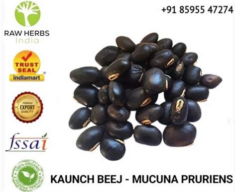 Kaunch Beej Kala Mucuna Pruriens Black At Rs Kg Mucuna Pruriens