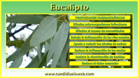 Plantas Medicinales Eucalipto