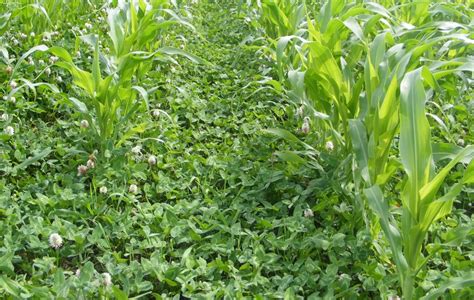 Regenerative Agriculture What Are Cover Crops