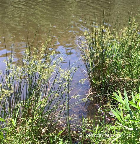 Native Plant Juncus Effusus Common Rush Soft Rush