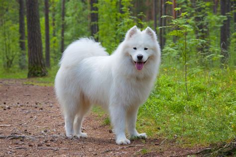 Samoyed Full Grown Size