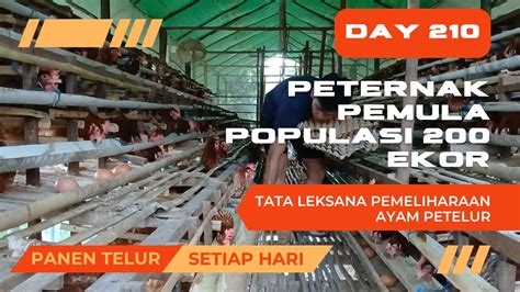 Memelihara Ayam Petelur Dari Doc Sampai Produksi Umur 210 Hari Youtube