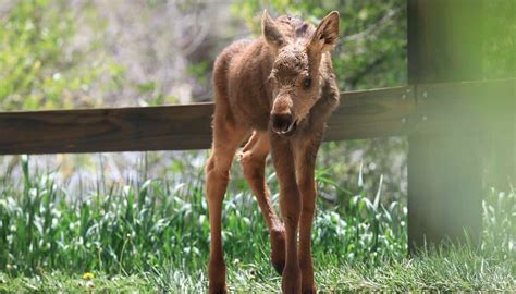 Moose calf, mother reunited after calf was swept away by fast-moving Yampa River | SkyHiNews.com