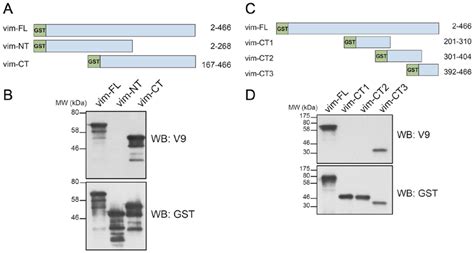 Analysis Of The Reactivity Of The Mouse Antihuman Vimentin Monoclonal